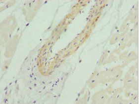 AKT1S1 Antibody