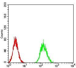 AKT3 Antibody