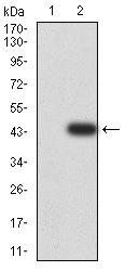 AKT3 Antibody