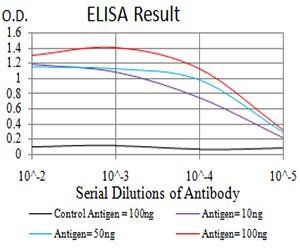 AKT3 Antibody