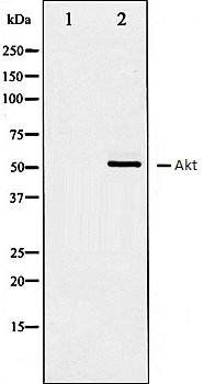 pan-AKT1/2/3 Antibody