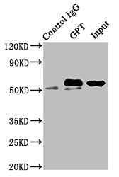 GPT Antibody