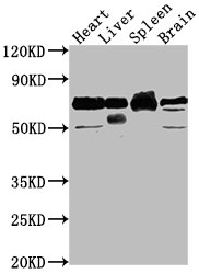 Alb Antibody