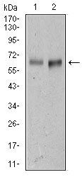 AlCAM Antibody