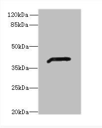 ADH7 Antibody