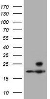 ALDH3A2 Antibody