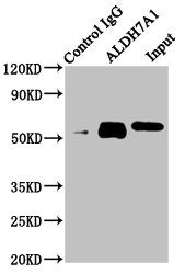 ALDH7A1 Antibody