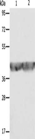 ALDOA Antibody