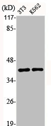 ALDOA Antibody