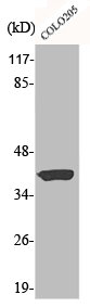 ALDOA Antibody