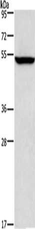 ALG12 Antibody