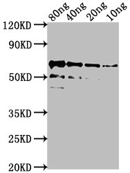algL Antibody