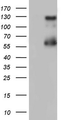 ALK Antibody
