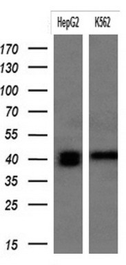 ALK Antibody