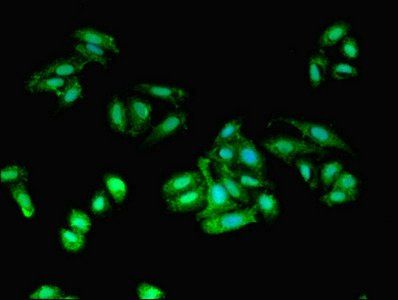AIF1 Antibody