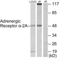 ADRA2A Antibody