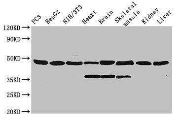 Eno1 Antibody (HRP)