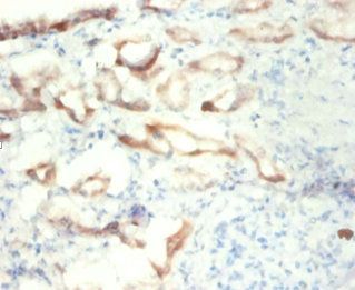 ENO1 Antibody