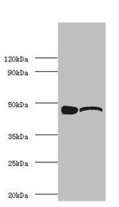 ENO1 Antibody
