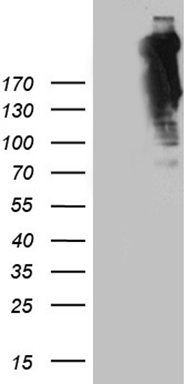 SPTAN1 Antibody