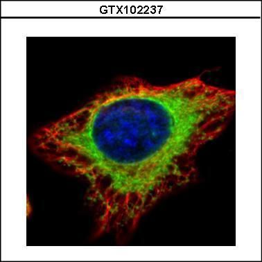 glucosidase II alpha subunit Antibody