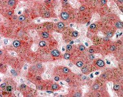 Goat anti-Alpha2-antiplasmin Antibody