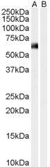 Syntrophin (alpha 1) Antibody