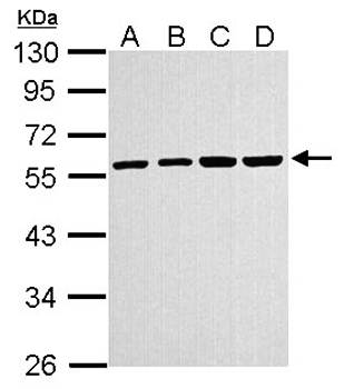 alpha Tubulin 4a Rabbit Polyclonal Antibody
