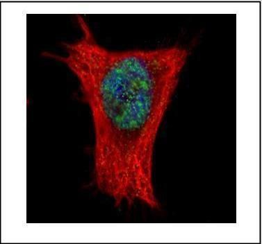 Aly/REF export factor Antibody