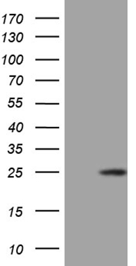 AMACR Antibody