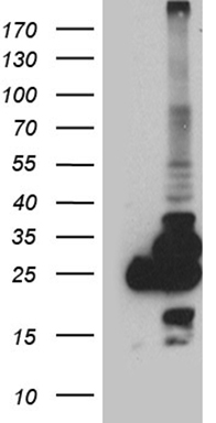AMACR Antibody