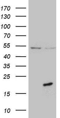 AMACR Antibody
