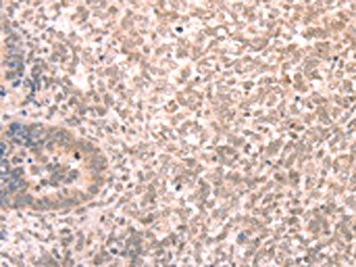 AMD1 Antibody