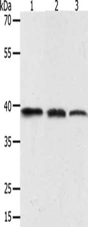 AMD1 Antibody