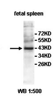 AMICA1 Rabbit Polyclonal Antibody