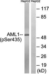 AML1 (Phospho-Ser435) Antibody