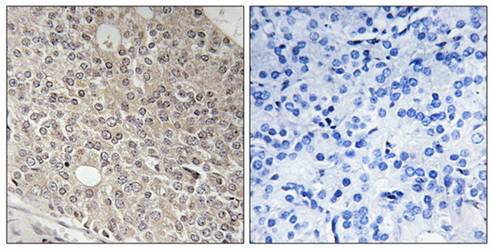 AMOTL1 Antibody