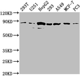 AMOTL2 Antibody