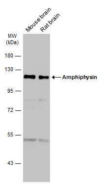 amphiphysin Antibody