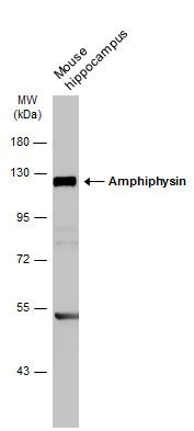 amphiphysin Antibody