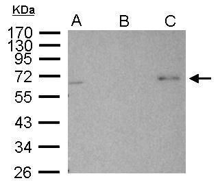 AMPK alpha 2 Rabbit Polyclonal Antibody
