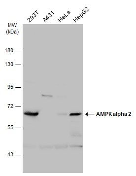 AMPK alpha 2 Rabbit Polyclonal Antibody