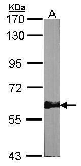 AMPK alpha 2 Rabbit Polyclonal Antibody