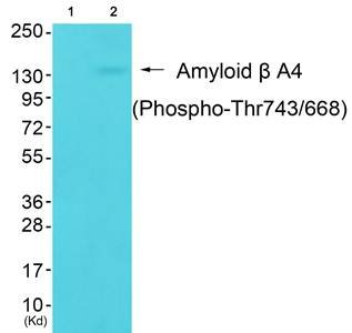 Amyloid β A4 (Phospho-Thr743/668) Antibody