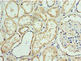 ANAPC10 Antibody