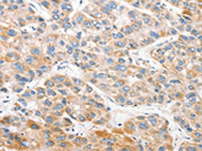 ANAPC2 Antibody