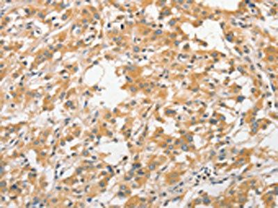 ANAPC5 Antibody