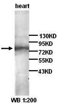 ANG2 Rabbit Polyclonal Antibody
