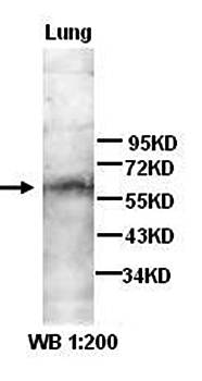 ANG4 Rabbit Polyclonal Antibody