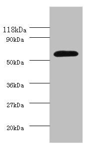 Angpt2 Antibody
